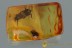 PLANTHOPPER in COBWEB Fossil Inclusion Genuine BALTIC AMBER 3055