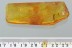 MOTH CASE Lepidoptera & CRANE FLY Fossil Genuine BALTIC AMBER 9.9g 3057