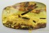 Great FLORA Bud LEAF Grass BARK & Insect Fossil BALTIC AMBER 25.1g 3058