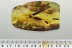 Great FLORA Bud LEAF Grass BARK & Insect Fossil BALTIC AMBER 25.1g 3058