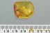 Large Great SPIDER Araneae Fossil Genuine BALTIC AMBER 3.4g 3056