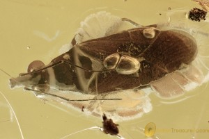 Rare Great MINUTE PIRATE BUG Anthocoridae Genuine BALTIC AMBER 3064