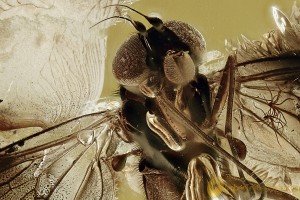 Great SPREAD WINGS Snipe Fly RHAGIONIDAE Fossil BALTIC AMBER 2.5g 3067