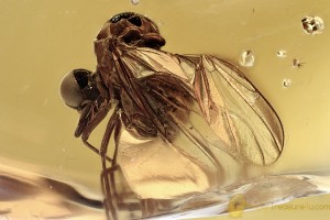 Rare MICROBOMBYLIID Micro Bee Fly Mythicomyiidae BALTIC AMBER 3063