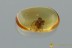 Rare MICROBOMBYLIID Micro Bee Fly Mythicomyiidae BALTIC AMBER 3063