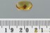 Rare MICROBOMBYLIID Micro Bee Fly Mythicomyiidae BALTIC AMBER 3063