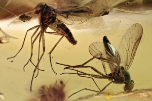 2 Large SNIPE FLIES Rhagionidae Fossil Genuine BALTIC AMBER 4.5g 3065