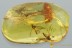 2 Large SNIPE FLIES Rhagionidae Fossil Genuine BALTIC AMBER 4.5g 3065