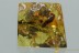 PINE CONE Pinaceae COBWEB & Plant Debris Fossil BALTIC AMBER 2.3g 3068