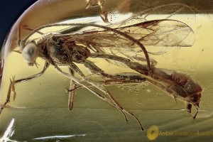 ICHNEUMONIDAE Large WASP & 2 Midges Fossil Genuine BALTIC AMBER 3066