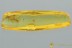 ICHNEUMONIDAE Large WASP & 2 Midges Fossil Genuine BALTIC AMBER 3066
