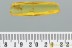 ICHNEUMONIDAE Large WASP & 2 Midges Fossil Genuine BALTIC AMBER 3066