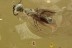 Wasp BETHYLIDAE & Mites Fossil Inclusion Genuine BALTIC AMBER 3060