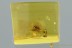 Wasp BETHYLIDAE & Mites Fossil Inclusion Genuine BALTIC AMBER 3060
