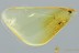 Rare JUMPING SOIL BUG Schizopteridae Fossil Genuine BALTIC AMBER 3071