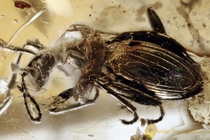 MASTIGITAE Leptochromini Ant-like Stone Beetle BALTIC AMBER 3069