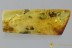 MASTIGITAE Leptochromini Ant-like Stone Beetle BALTIC AMBER 3069