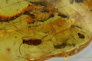 Large EARWIG Dermaptera & 3 CRANE FLIES Genuine BALTIC AMBER 8.5g 3072