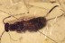 Large EARWIG Dermaptera & 3 CRANE FLIES Genuine BALTIC AMBER 8.5g 3072