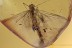 Large MAYFLY Ephemeroptera 3 Mites PHORESY Fossil BALTIC AMBER 3074