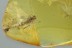 Large MAYFLY Ephemeroptera 3 Mites PHORESY Fossil BALTIC AMBER 3074