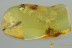 Large MAYFLY Ephemeroptera 3 Mites PHORESY Fossil BALTIC AMBER 3074