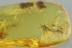 Large MAYFLY Ephemeroptera 3 Mites PHORESY Fossil BALTIC AMBER 3074