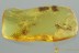 Large MAYFLY Ephemeroptera 3 Mites PHORESY Fossil BALTIC AMBER 3074
