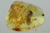 PINE CONE Pinaceae Fossil Inclusion Genuine BALTIC AMBER 3.5g  3075