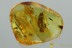 PINE CONE Pinaceae Fossil Inclusion Genuine BALTIC AMBER 3.5g  3075