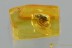 PLEASING FUNGUS BEETLE Pharaxonothinae EROTYLIDAE BALTIC AMBER 3077