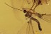 ELEPHANTOMYIA Crane Fly & PHORESY Fossil Genuine BALTIC AMBER 3076