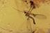 ELEPHANTOMYIA Crane Fly & PHORESY Fossil Genuine BALTIC AMBER 3076