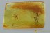 ELEPHANTOMYIA Crane Fly & PHORESY Fossil Genuine BALTIC AMBER 3076