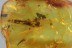 Rare ACTION! Ant EATING Giant MAYFLY Fossil Genuine BALTIC AMBER 3081