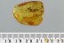 Rare ACTION! Ant EATING Giant MAYFLY Fossil Genuine BALTIC AMBER 3081
