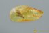 TWISTED-WINGED PARASITE Strepsiptera Fossil Genuine BALTIC AMBER 3080