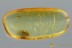MEGALYRIDAE Wasp MEGALLICA Fossil Inclusion Genuine BALTIC AMBER 3079