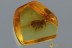 CATABONOPS Weevil Snout Beetle CURCULIONIDAE Fossil BALTIC AMBER 3083