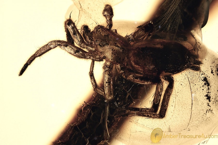 SPIDER Araneae & Vestiges of BIG TWIG + Genuine BALTIC AMBER 3086