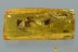 2 Nice SPIDERS + & PLANT Fossil Inclusion Genuine BALTIC AMBER 3087