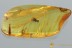 3 CRABRONIDAE Wasps APOIDEA Fossil Genuine BALTIC AMBER 4.7g 3085