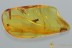 3 CRABRONIDAE Wasps APOIDEA Fossil Genuine BALTIC AMBER 4.7g 3085