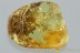 All Piece FILLED by MOSS Bryophyta Fossil BALTIC AMBER 3088