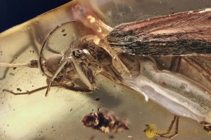 Giant UNUSUAL Caddisfly Trichoptera Fossil Genuine BALTIC AMBER 3089