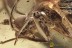 Giant UNUSUAL Caddisfly Trichoptera Fossil Genuine BALTIC AMBER 3089