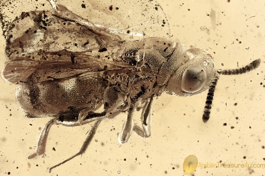 Rare PERILAMPIDAE Wasp Chalcidoidea Fossil Genuine BALTIC AMBER 3094