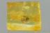 Great WASP Proctotrupidae Fossil Genuine BALTIC AMBER 3092