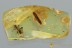 Large ANT Formica Fossil Inclusion Genuine BALTIC AMBER 1.2g 3098