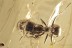 Great ANT Gesomyrmex hoernesi Fossil Genuine BALTIC AMBER 3097